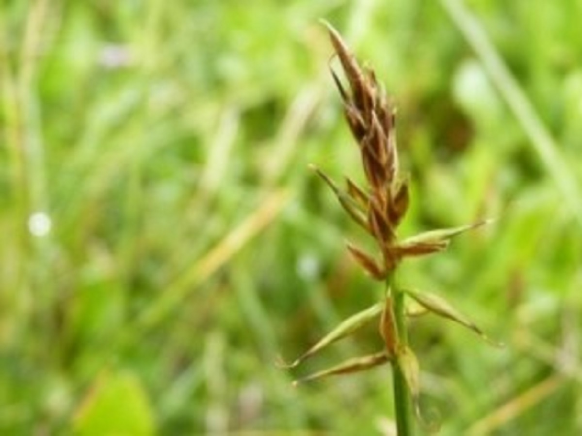 Carex macrostylos (Cyperaceae)